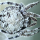 Illustration for article titled This Spider Spins a Web as Long as Two City Buses